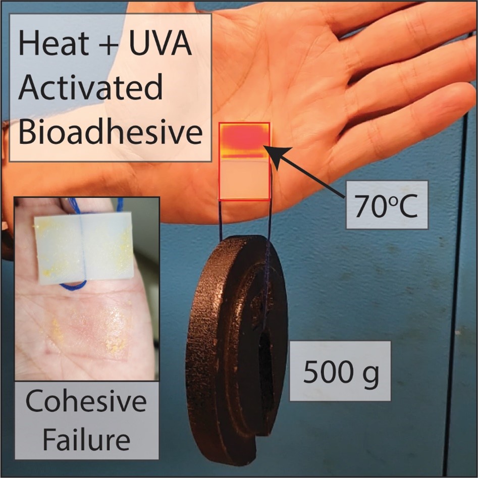 Tougher Bioadhesive